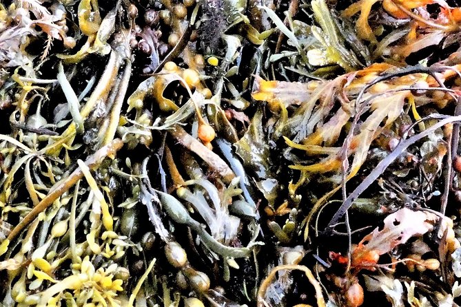 Abalone Farm Tour and Tasting With Coastal Seaweed Walk. Guided. 2 Hours - The Sum Up