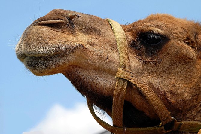Abu Dhabi Quad Bike Desert Safari With 4W Dune Bashing & off Road Adventure - Common Questions