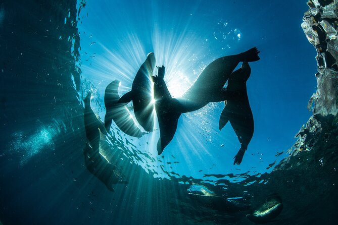 Adventure to Espiritu Santo Island: Snorkel With Sea Lions and Beach - The Sum Up