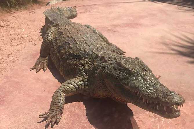 Agadir Crocopark Round-Trip Transfer - The Sum Up
