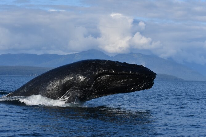 Alaska Whale-Watching Cruise With Live Drone Footage  - Hoonah - Captain and Crew
