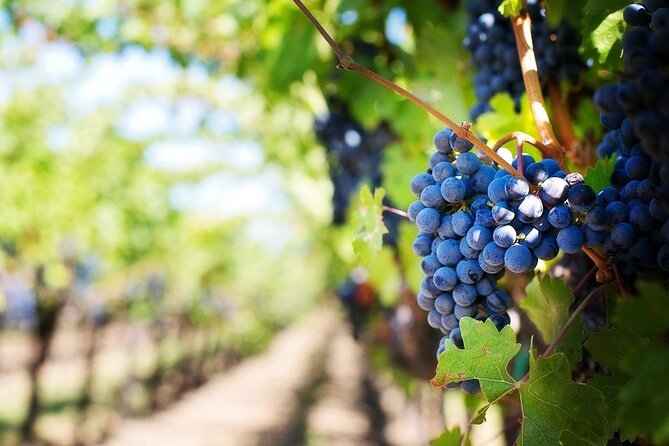 Algarve Landscapes & Winery - Common Questions