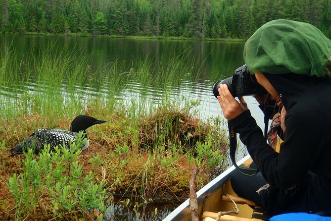 Algonquin Park 4-Day Luxury Moose/Beaver/Turtle Camping & Canoeing Adventure - Safety and Guidelines