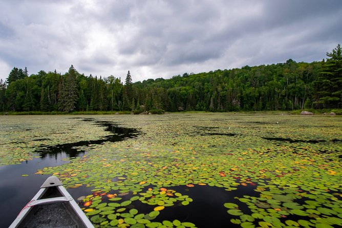 Algonquin Park Private Canoe Trip  - Ontario - Day 1: Algonquin Park With 2 Stops