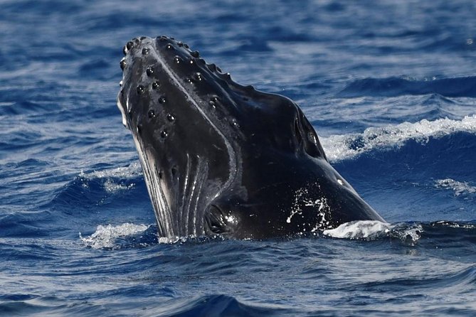 Alii VIP Whale Tour - Common Questions
