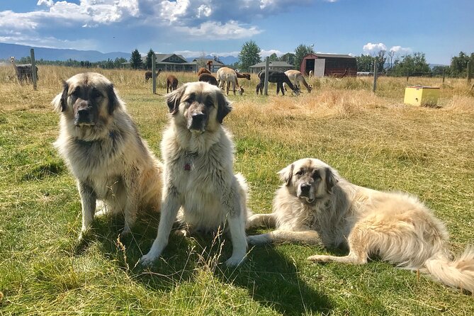Alpaca and Llama Farm Tour - Common Questions