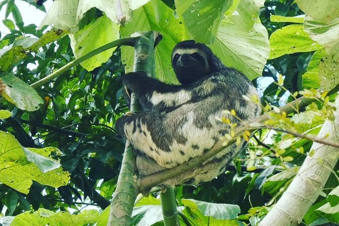 Amazon Wildlife Explorations - The Sum Up