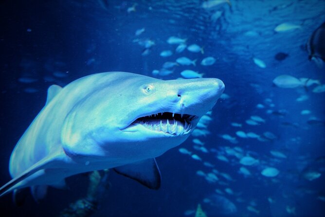 Aquarium Phuket and AR Trick Eye Museum Combo Tickets - Tips for Visiting