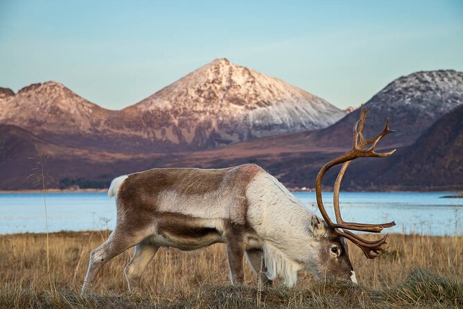 Arctic Landscapes Hiking Tour - Sightseeing & Snowshoeing, Tromsø - Common Questions