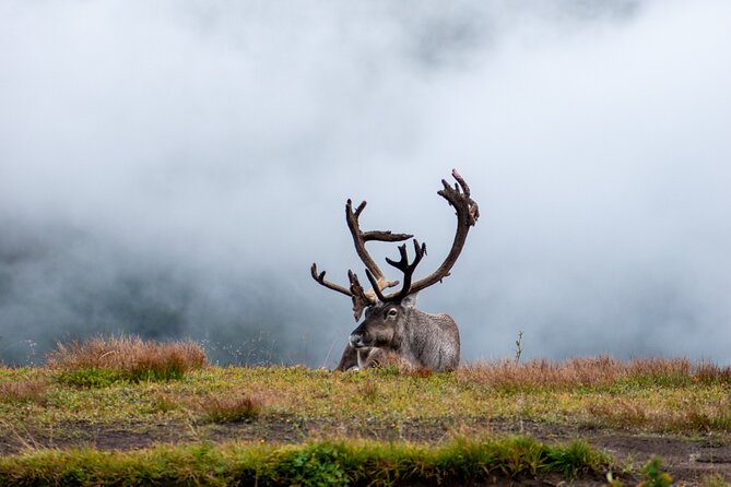Arctic Wildlife and Fjord Sightseeing - The Sum Up