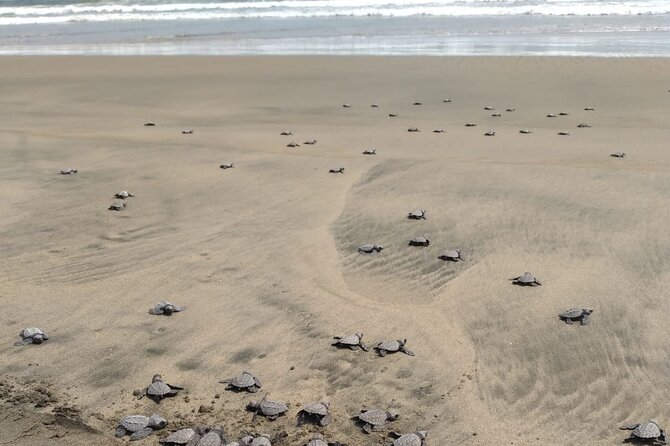 Baby Sea Turtle Releasing Sightseeing Tour With Luis De La Maza - The Sum Up