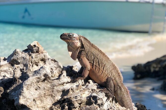 Bahamas: Exuma Cays and Swimming Pigs Powerboat Tour  - New Providence Island - Common Questions