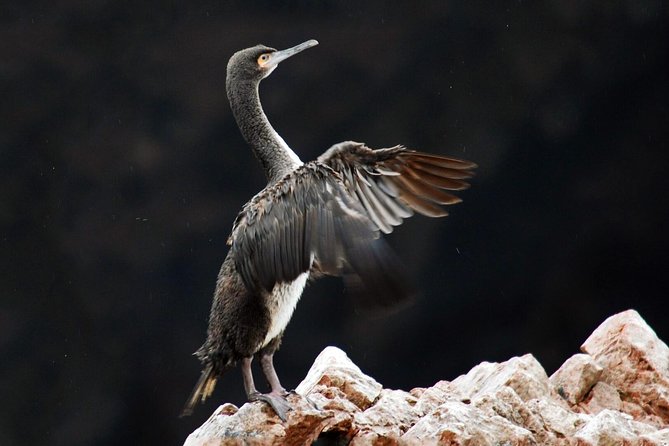 Ballestas Islands Tour From Pisco - Pricing and Terms