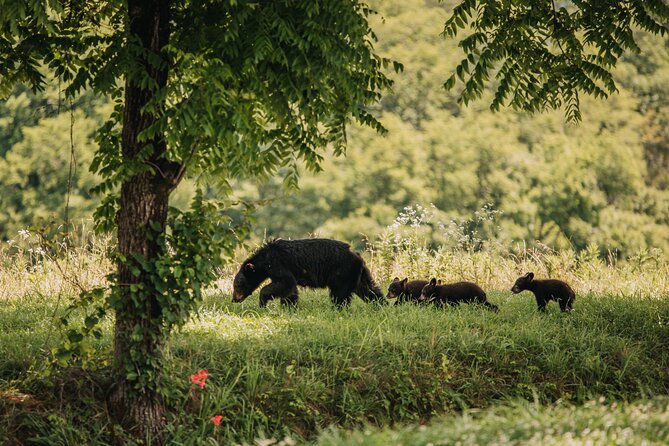 Banff Highlights & Wildlife Small Group Adventure - Wildlife Sightings