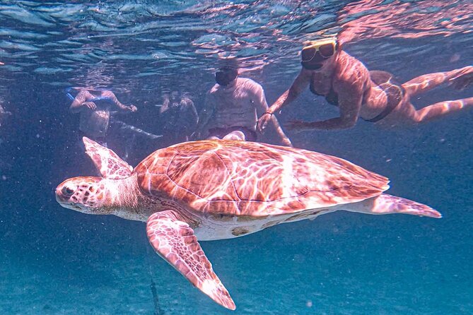 Barbados Beach Lounger & Turtle Snorkel Combo Carlisle Bay - Exploring Shipwrecks