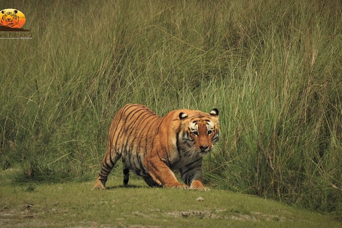 Bardia Tiger Tracking Tour 3 Nights 4 Days Full Package - Common Questions