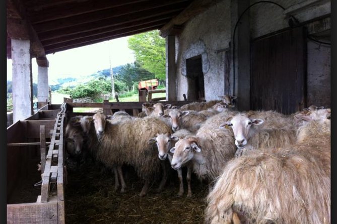 Basque Country Wine and Cheese Tasting Tour From San Sebastián  - San Sebastian - Common Questions