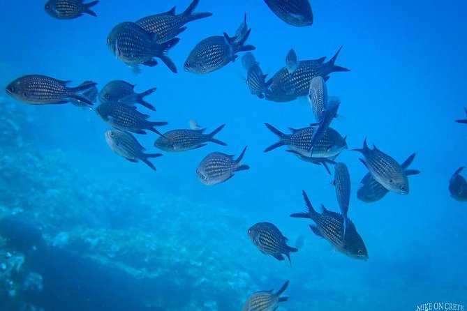 Beginner Diving Experience in Ligaria Bay - Recommended Health Conditions