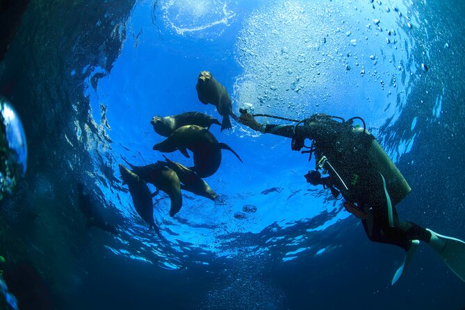 Beginner Scuba Diving Experience in Cabo San Lucas - Common Questions