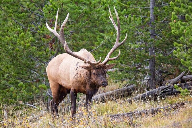 Best Of Yellowstone Full Day Natl Park Tour From Bozeman - Tour Itinerary