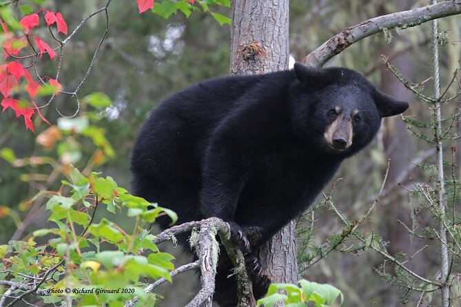 BLACK BEAR VIEWING AND WALKING AT OUTDOOR CTRS CANYON - Saguenay Guided Tours - Directions