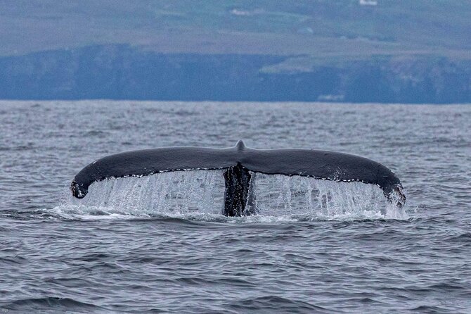 Blasket Islands Wildlife Boat Tour From Dingle - The Sum Up