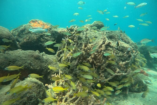 Blue Heron Bridge Guided Snorkel Tour - Common Questions