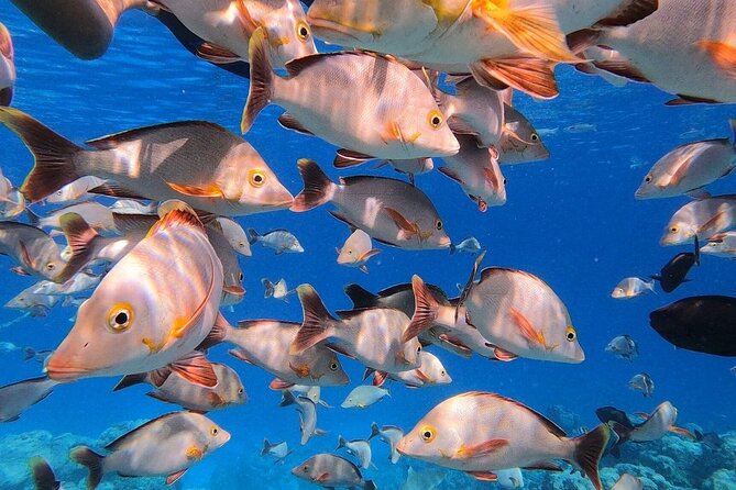 Blue Lagoon - PRIVATE ISLAND -Pink Sand Beach and Wildlife Reserve - Traveler Reviews and Ratings