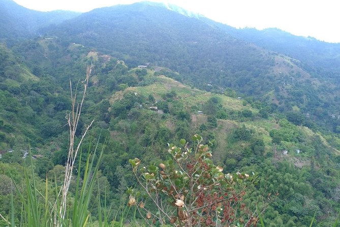 Blue Mountains Coffee Private Tour From Kingston - Directions