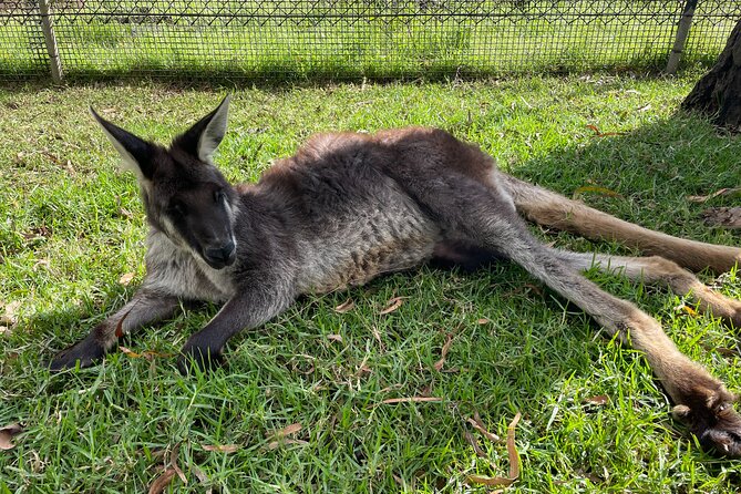 Blue Mountains Wildlife Full-Day Sights and Hiking From Sydney - Common Questions