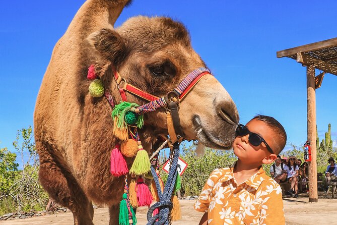 Boat Ride to the Arch and Beach Camel Ride in Cabo San Lucas Shared Tour - Directions