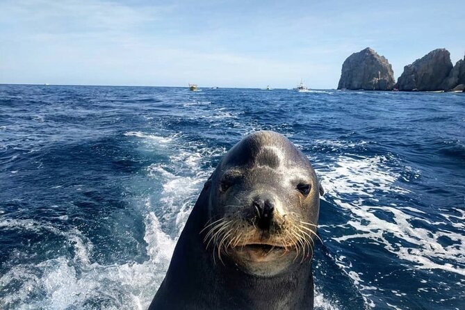 Boat Tour and Snorkel at Pelican Rock - Directions to Pelican Rock From Cabo San Lucas