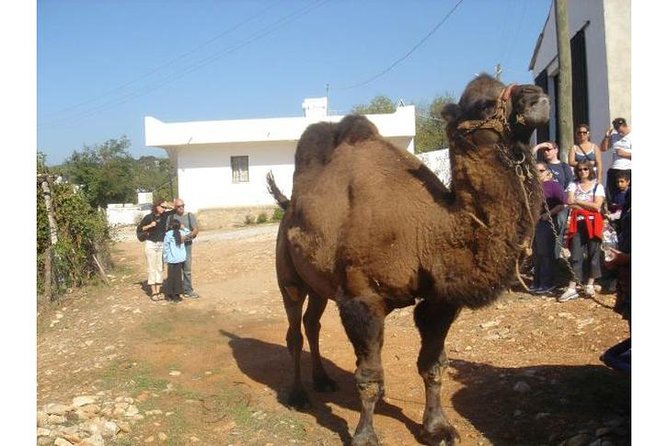 Bodrum Jeep Safari With Lunch - 4x4 Off-road Fullday Tour - Visits to Turtle Lake and the Beach