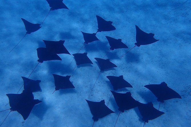 Bora Bora: Luxury Private Half Day Snorkeling Tour - Common Questions