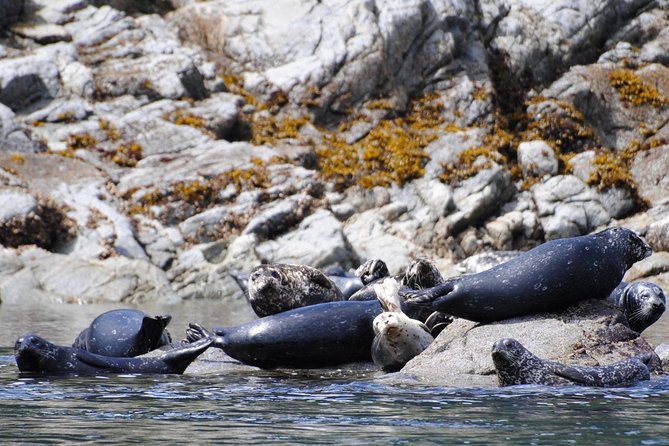 British Columbia: Salish Sea Half-Day Whale and Wildlife Tour  - Vancouver Island - Points of Interest