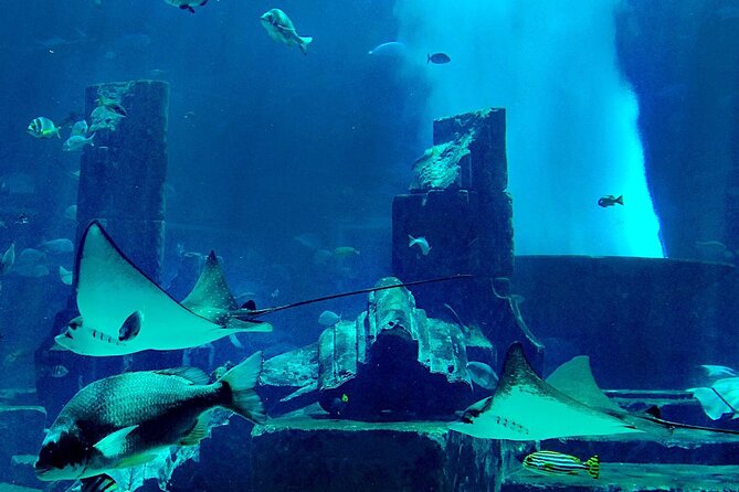 Burj Khalifa 124 & 125, Dubai Aquarium, and Underwater Zoo Tour - Common Questions