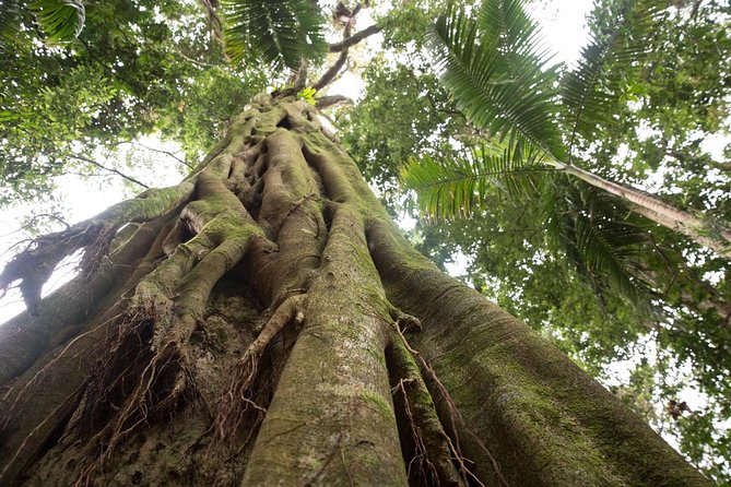 Byron Bay Hinterland Tour Including Rainforest Walk to Minyon Falls - Common Questions