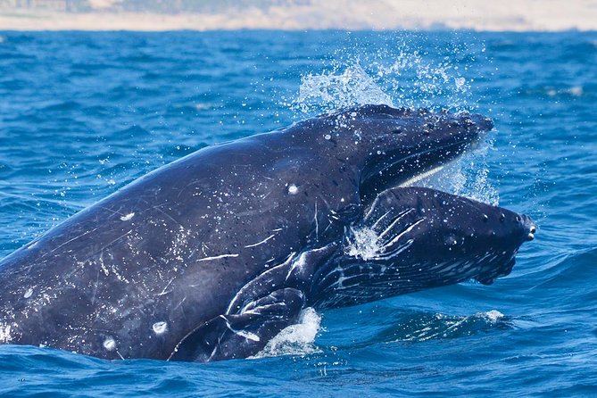 Cabo Group Whale Watching Tour - Incl FREE Photos & Whale Sightings Guarantee - Directions to the Meeting Point