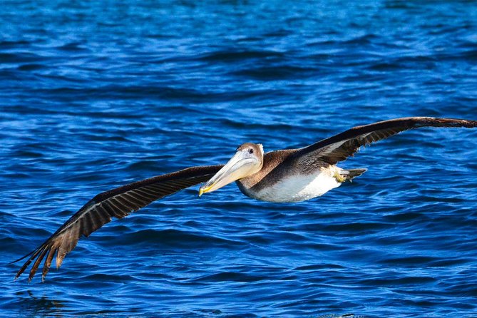 Cabo Private Whale Watching Tour - Incl FREE Photos & Whale Sightings Guarantee - Traveler Photos and Reviews