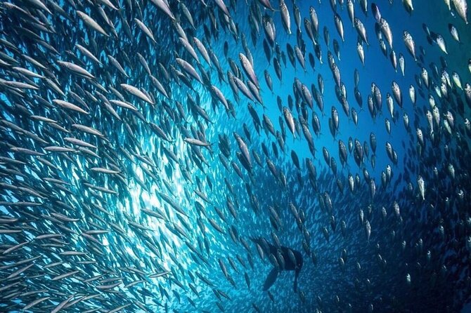 Cabo San Lucas Private Snorkeling Tour - Cancellation Policy