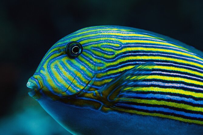 Cairns Aquarium by Twilight Tour - Tips for a Memorable Twilight Tour