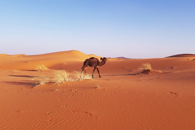 Camell Night Desert Camp - Pricing and Packages for Camell Night Desert Camp