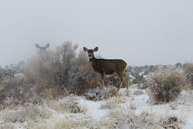 Canyonlands National Park Self-Guided Driving Audio Tour - Common Questions