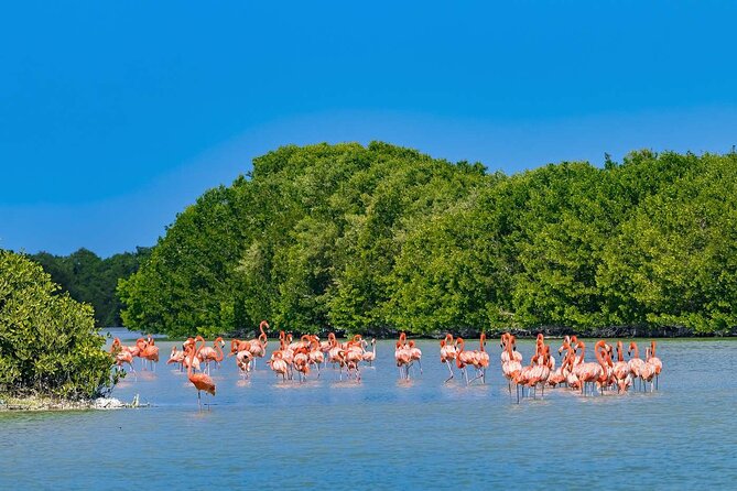 Celestun Beach and Mangrove Boat Ride From Merida - Common Questions