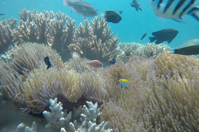Cham Islands Snorkeling Tour by Speedboat From Da Nang - Directions