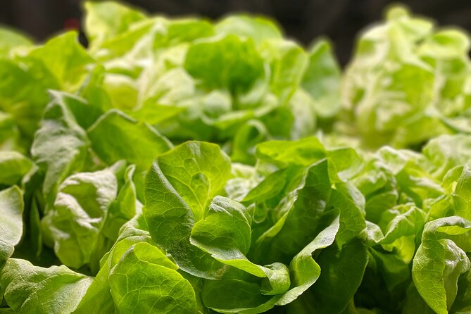 Charleston Farm-to-Table Food Tour and Chefs Challenge - The Sum Up