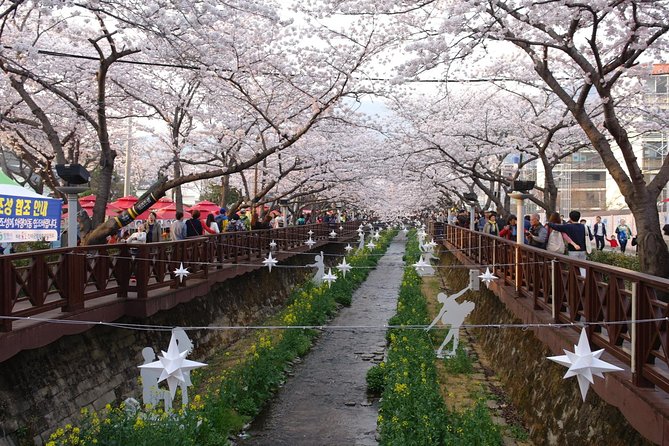Cherry Blossom Tour in Busan and Jinhae From Busan - Booking and Pricing Information