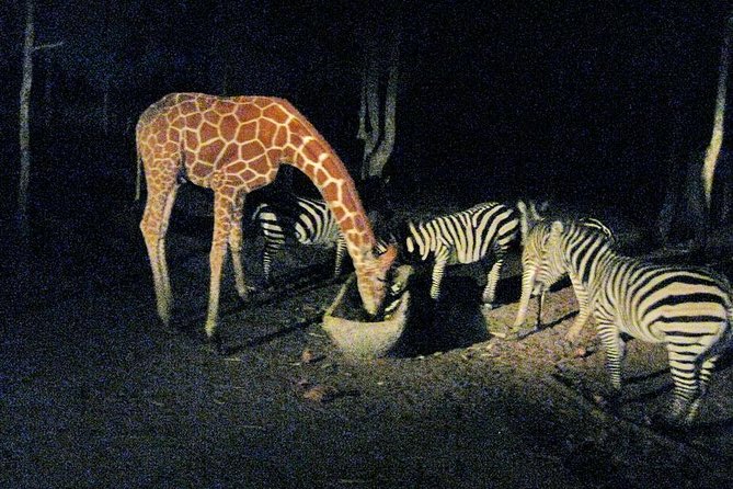 Chiang Mai Night Safari Tour Including Transfer (Minimum 2 Pax) - Common Questions