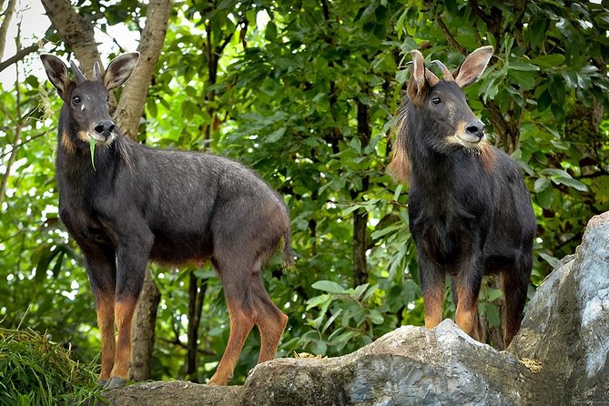 Chiang Mai Night Safari With Hotel Pickup - The Sum Up