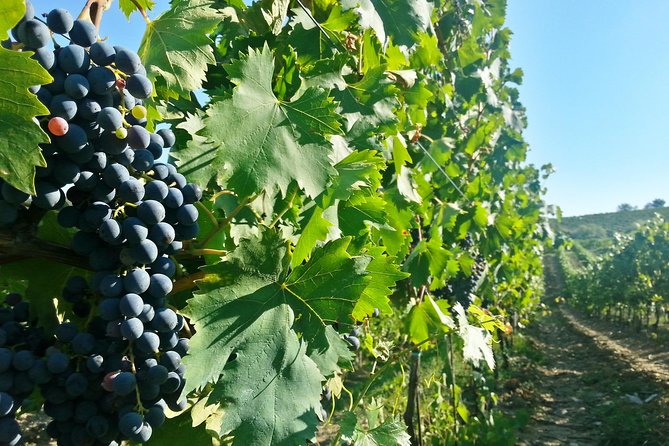 Chianti Wine Tour From Florence - Winery Experiences